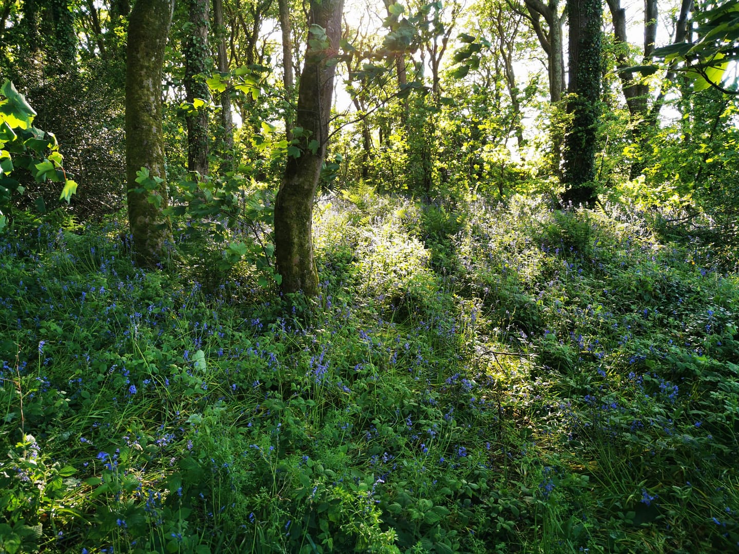 Bluebells